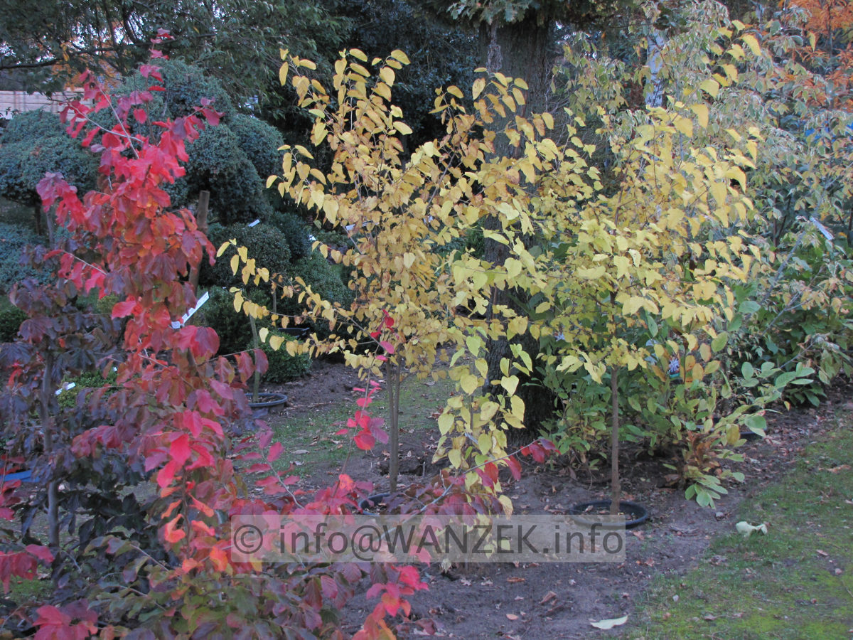 Morus nigra Herbst gelb.JPG